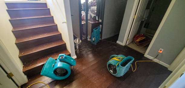 Best Water damage contractors near me  in New Chicago, IN